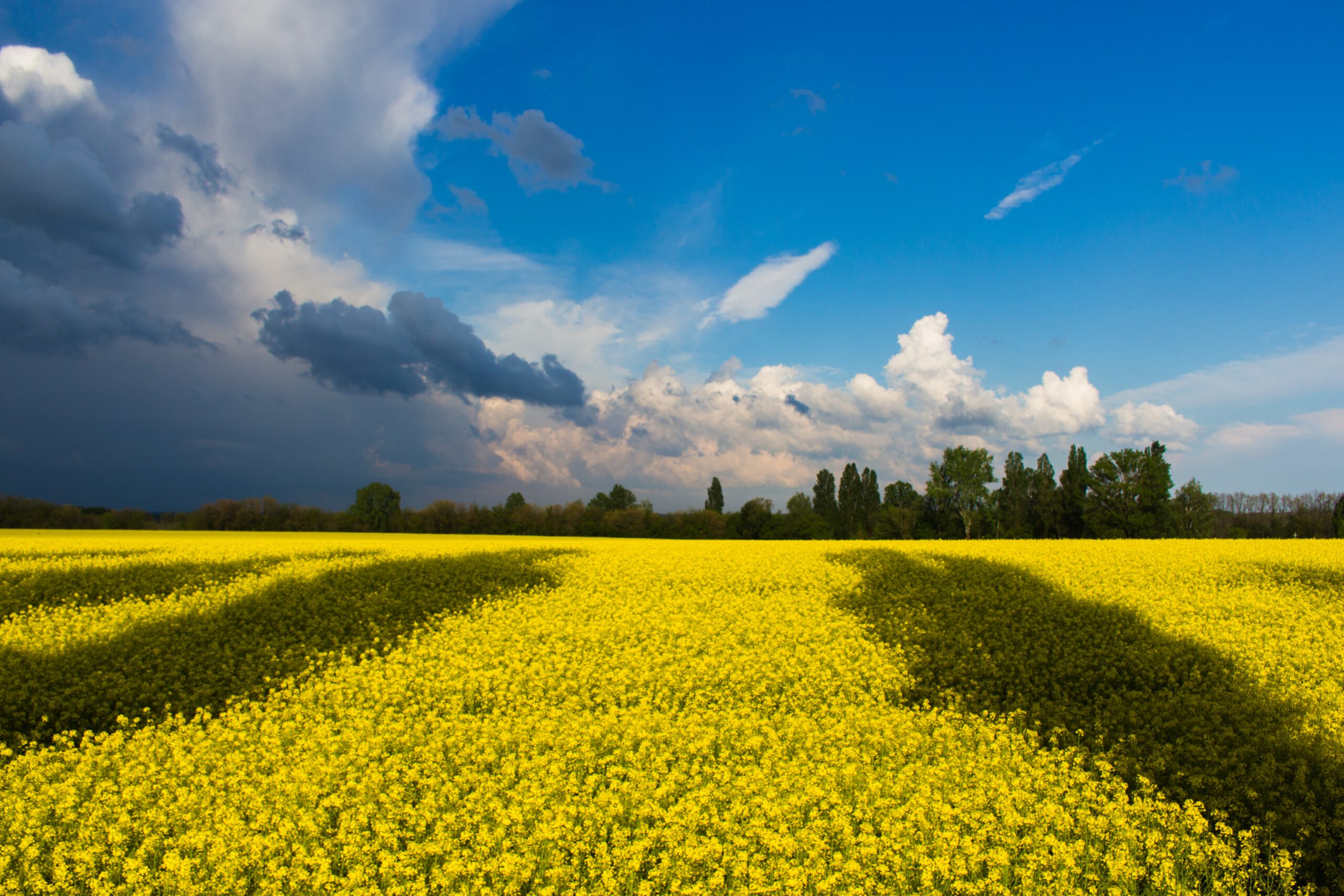 Foto blauer Himmel und gelbes Feld als Symbol für die Ukraine
